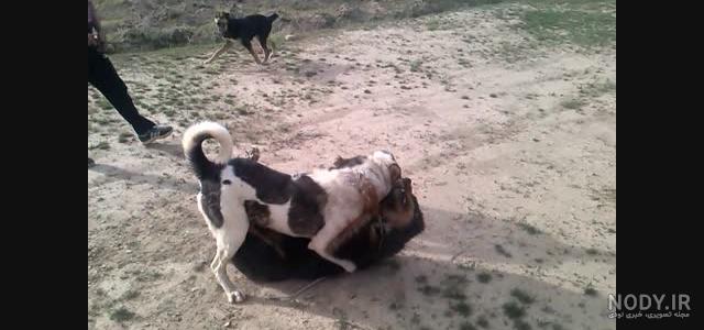 جنگ سگ های خرسی جنگ سگ های خرسی