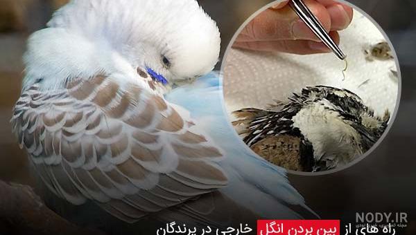 جوش شیرین برای شپش قناری جوش شیرین برای شپش قناری