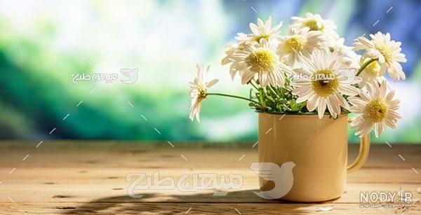 خرید گل آپارتمانی