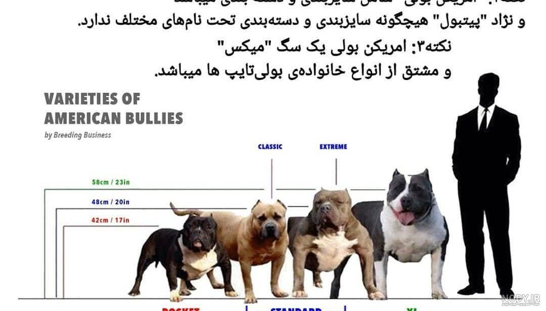 خصوصیات سگ پیت بول خصوصیات سگ پیت بول