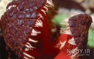 خطرناک زشت ترین گل دنیا خطرناک زشت ترین گل دنیا