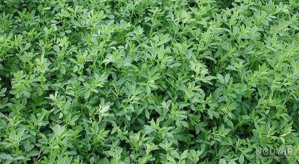 خواص بذر یونجه خواص بذر یونجه