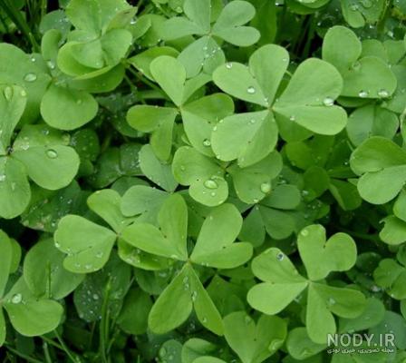 خواص بذر یونجه برای چاقی