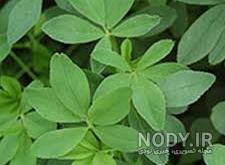 خواص دمنوش یونجه خواص دمنوش یونجه