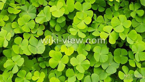 خواص شبدر برای انسان