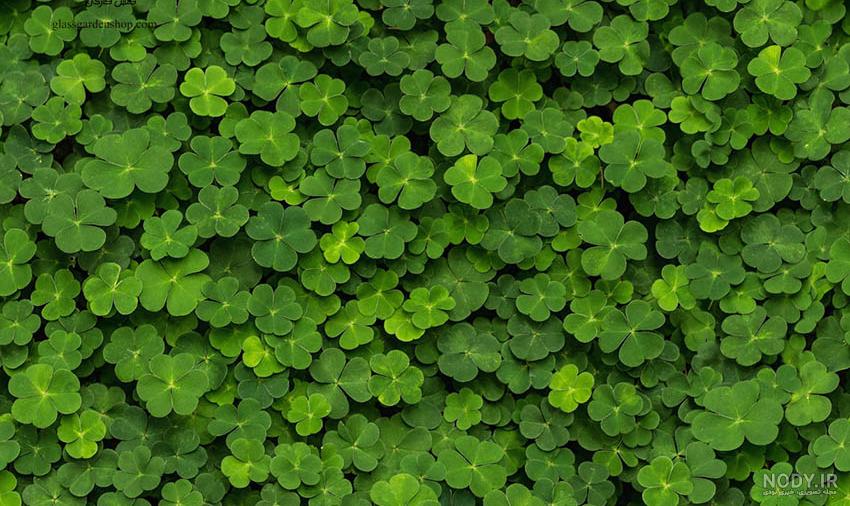 خواص شبدر قرمز برای رحم