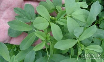 خواص عرق یونجه خواص عرق یونجه