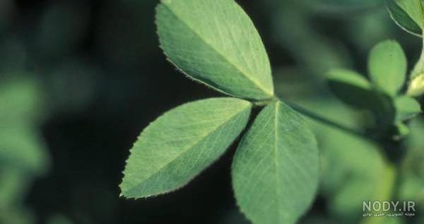خواص گل یونجه بنفش خواص گل یونجه بنفش