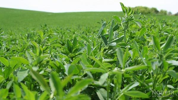 خواص یونجه برای پوست خواص یونجه برای پوست