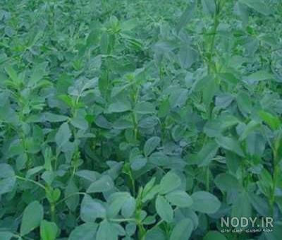 خواص یونجه برای پوست و مو خواص یونجه برای پوست و مو