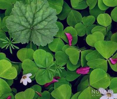 خواص یونجه برای چشم
