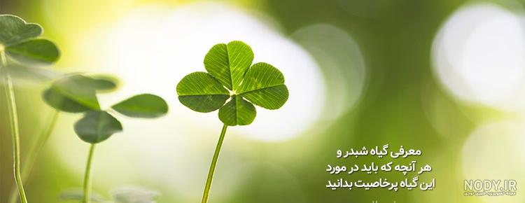 خواص یونجه برای کم خونی
