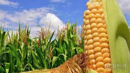 درآمد کاشت ذرت شیرین درآمد کاشت ذرت شیرین