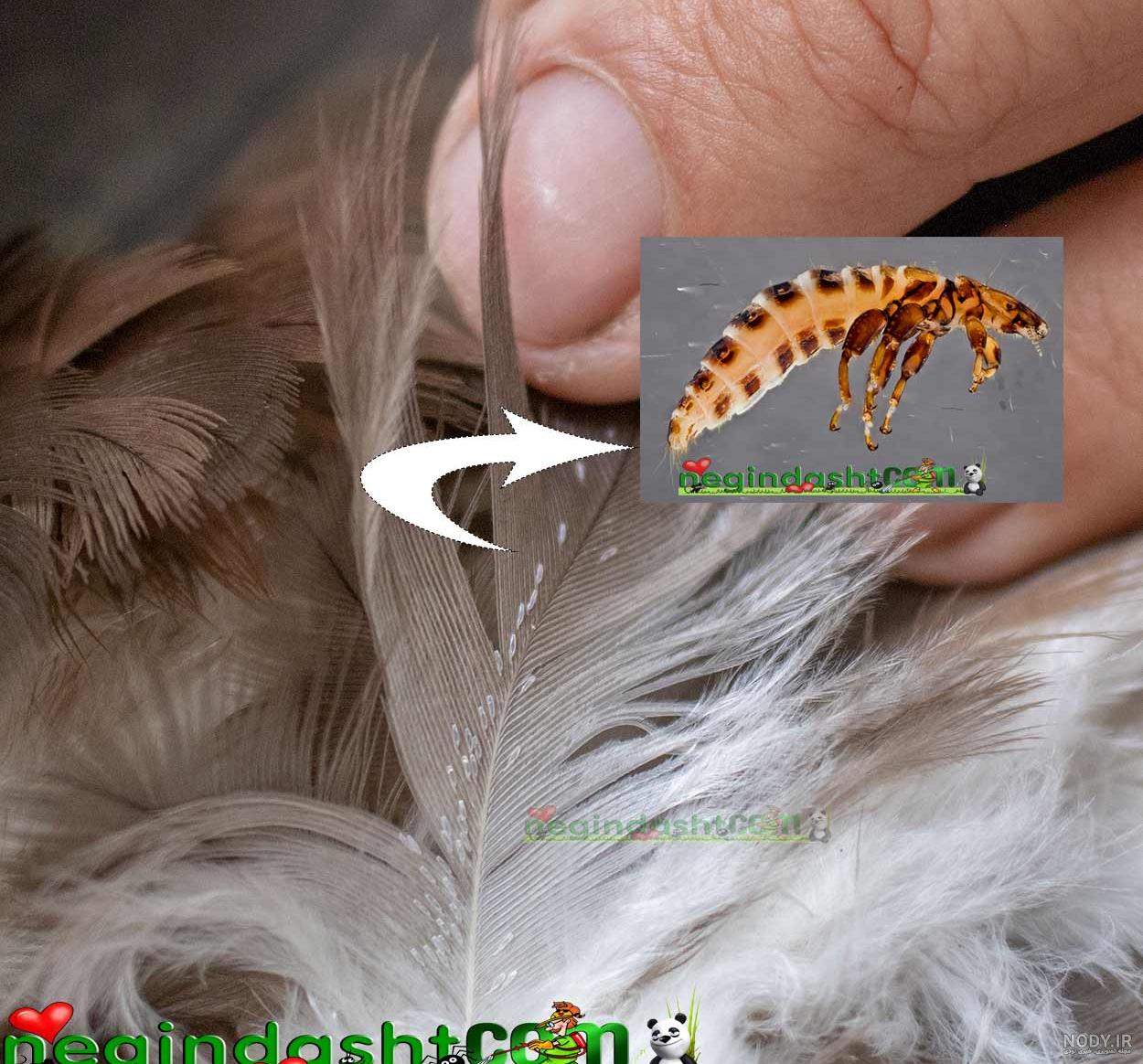 درمان خانگی شپش قناری درمان خانگی شپش قناری