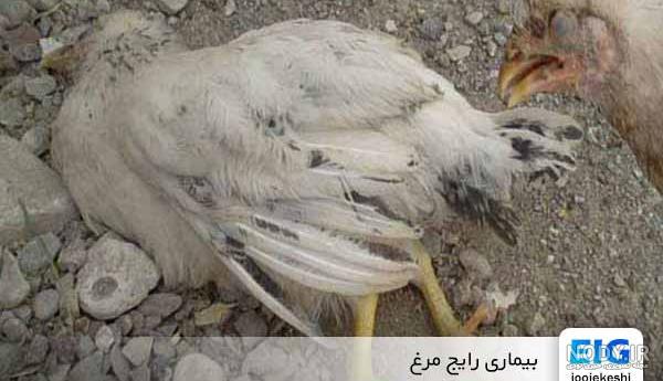 درمان شپشک قناری با تنباکو درمان شپشک قناری با تنباکو