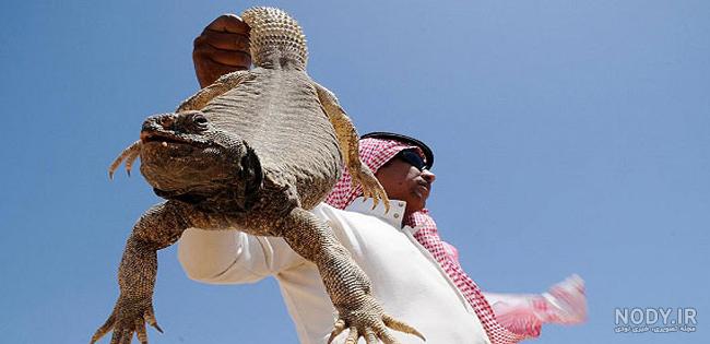دشمن تمساح دشمن تمساح