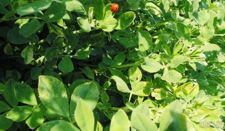 طریقه مصرف یونجه برای انسان طریقه مصرف یونجه برای انسان