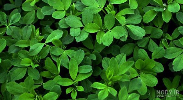 طریقه مصرف یونجه برای چاقی طریقه مصرف یونجه برای چاقی