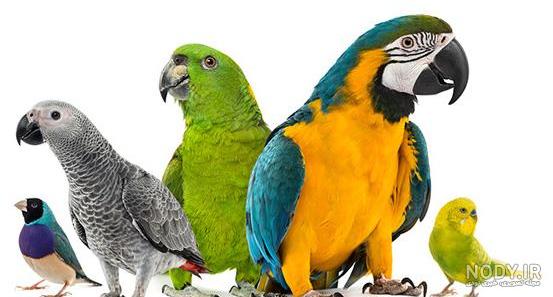 طوطی های ایرانی طوطی های ایرانی