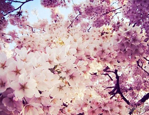 عکس بهاری عاشقانه عکس بهاری عاشقانه