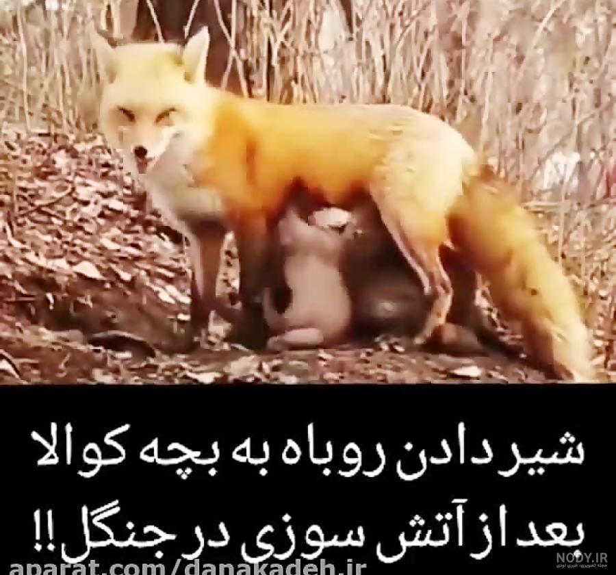 عکس بچه روباه نارنجی عکس بچه روباه نارنجی