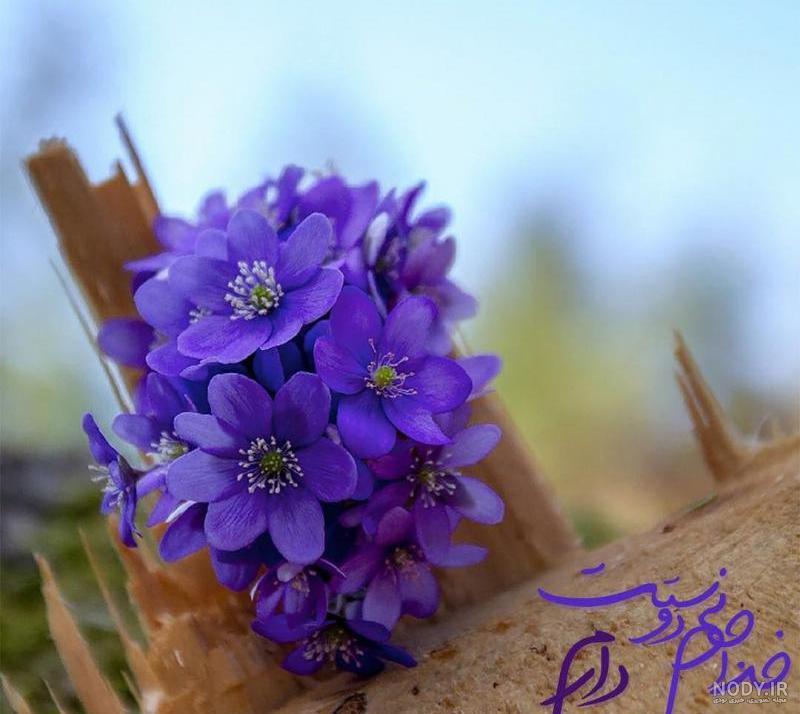 عکس خدا جونم دوست دارم عکس خدا جونم دوست دارم