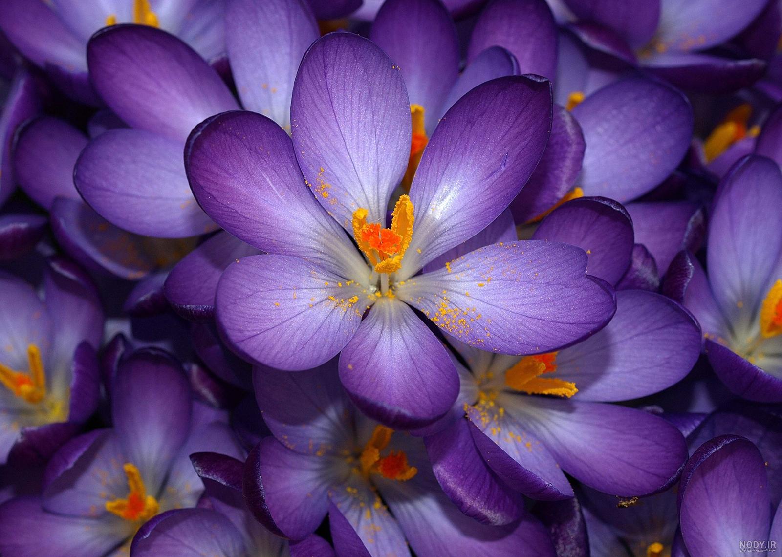 عکس زیبا گل زعفران