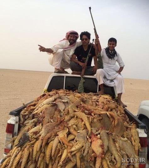 عکس سوسمار در دفینه عکس سوسمار در دفینه