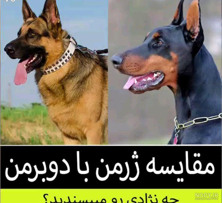 عکس سگ دوبرمن چهار چشم عکس سگ دوبرمن چهار چشم