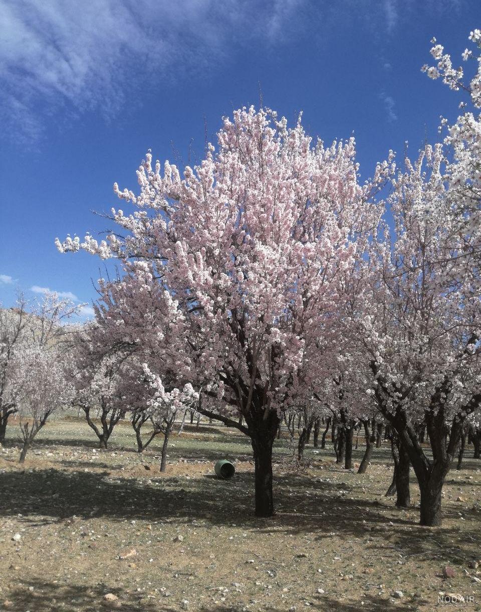 عکس طبیعت بهاری واقعی
