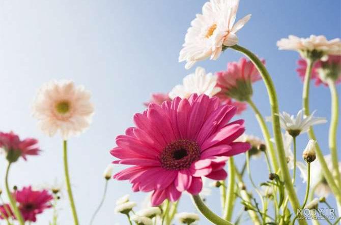 عکس طبیعت رویایی عکس طبیعت رویایی