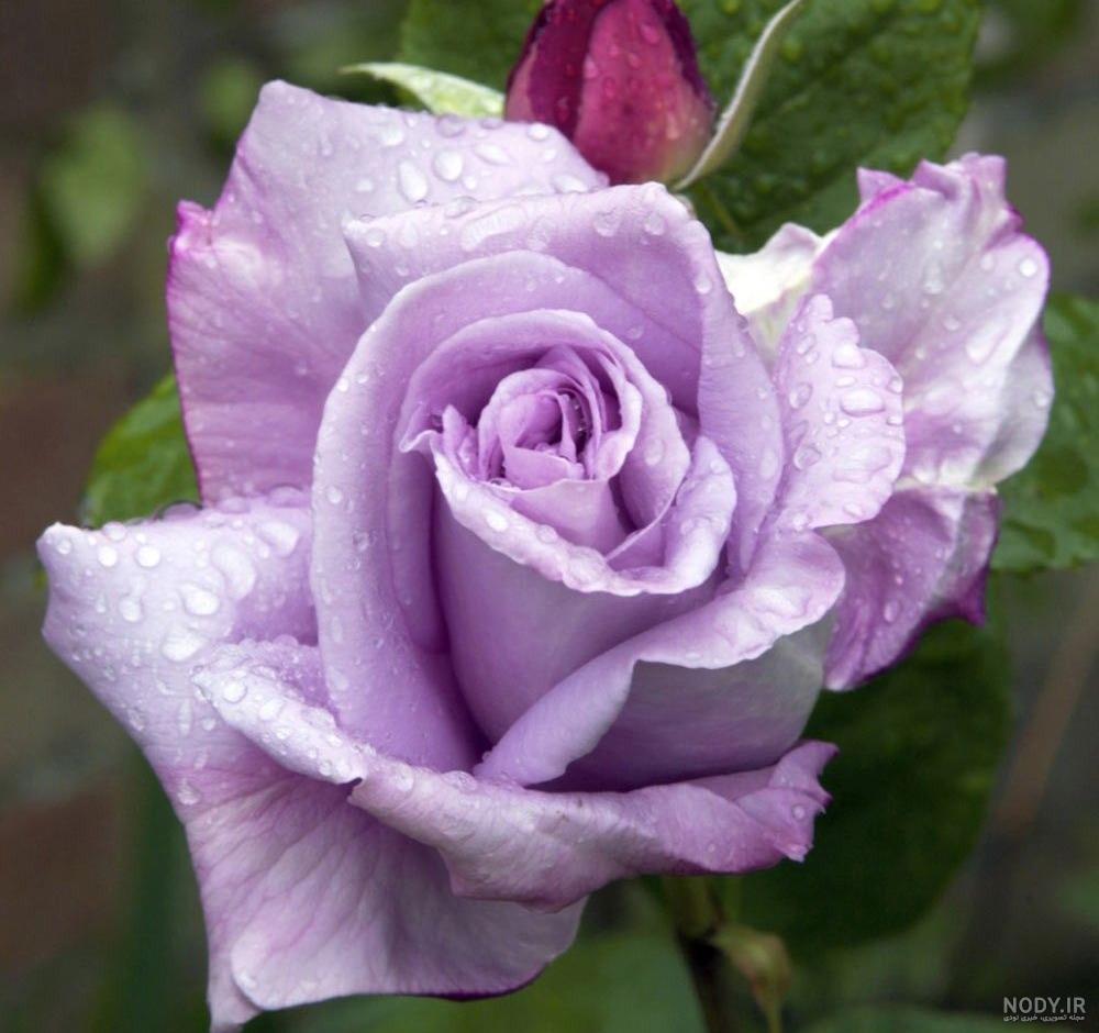 عکس طبیعت واقعی ساده عکس طبیعت واقعی ساده