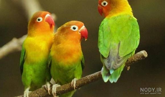 عکس طوطی های زیبا