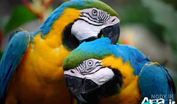 عکس طوطی های زیبا و رنگارنگ
