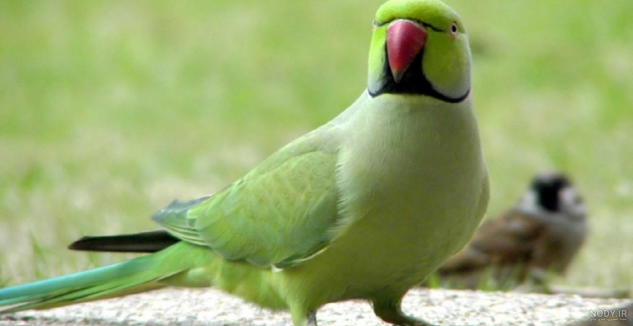 عکس طوطی وحشی عکس طوطی وحشی