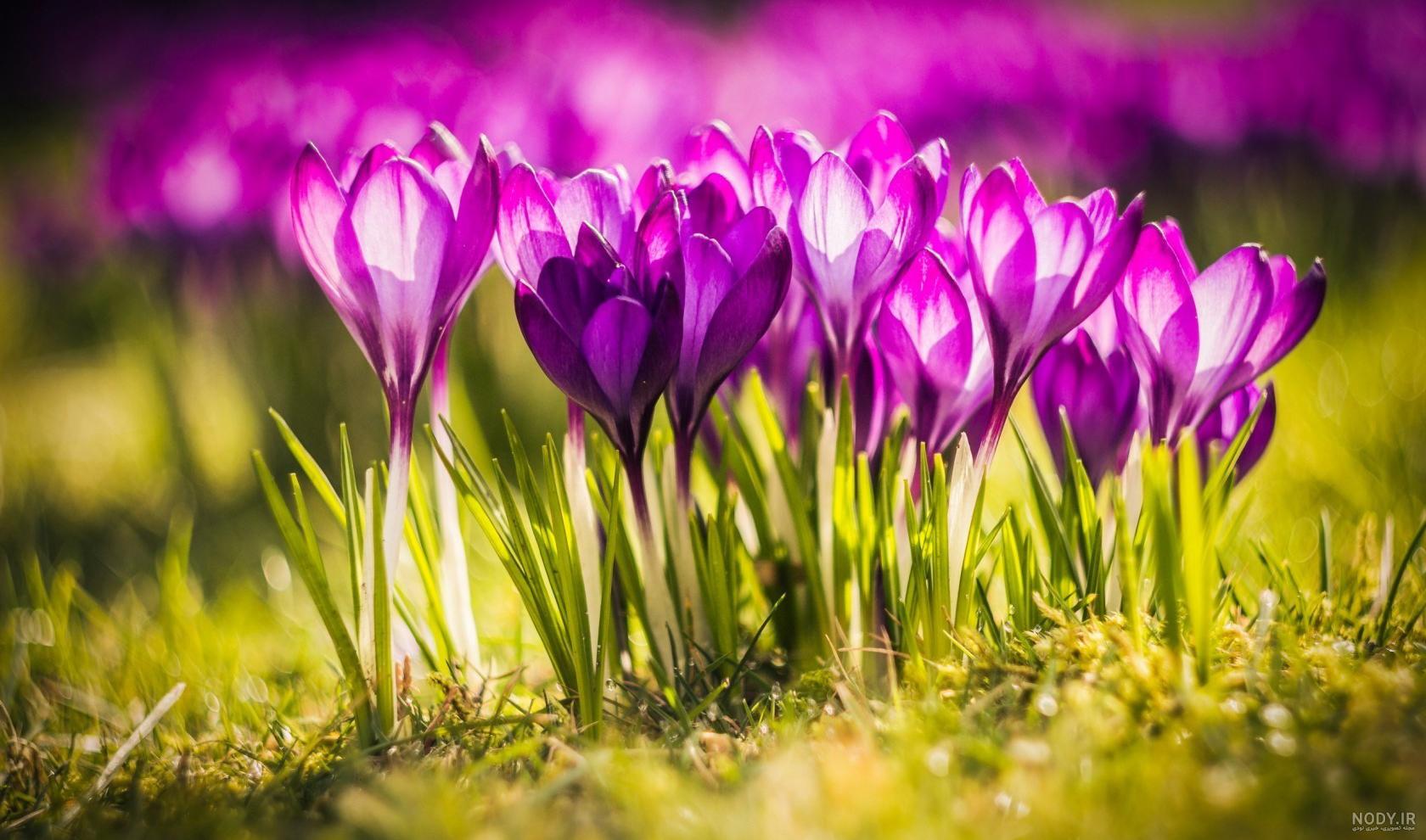 عکس های زیبای گل زعفران