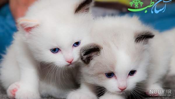 عکس گربه ی چشم آبی عکس گربه ی چشم آبی