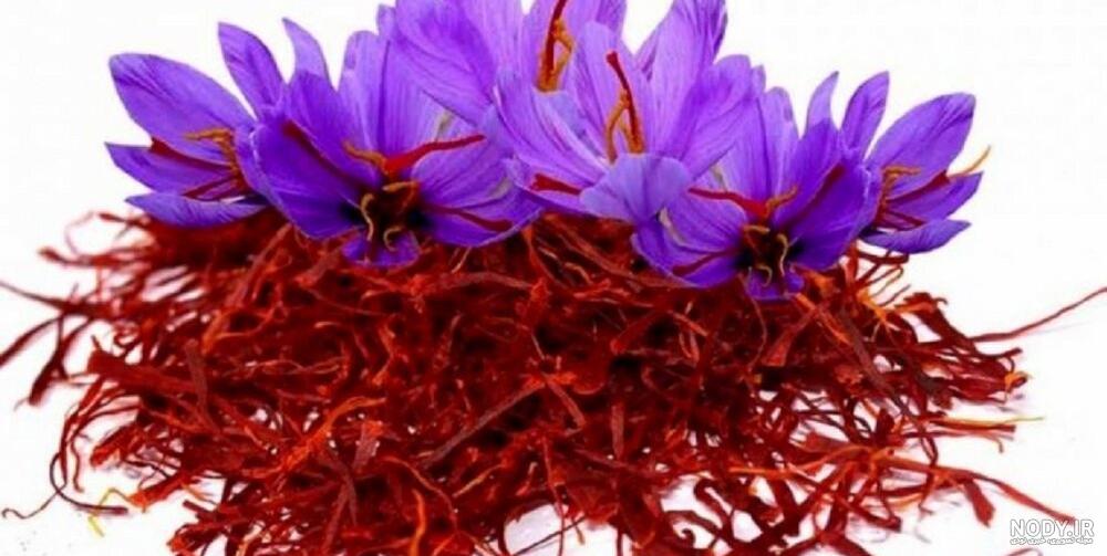 عکس گل زعفران سفید
