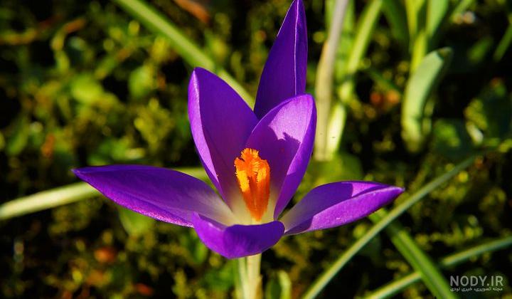 عکس گل زعفران وحشی