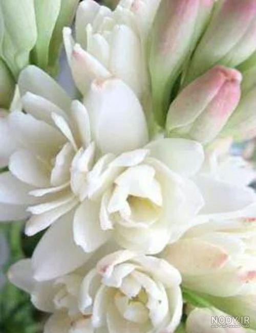 عکس گل زیبا