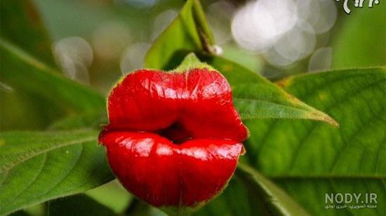عکس گل های وحشتناک عکس گل های وحشتناک