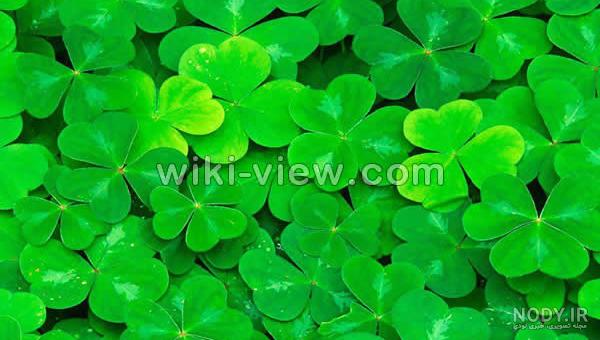 فواید شبدر برای خاک