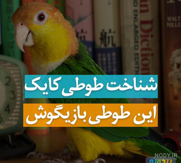 قیمت طوطی ماکائو شیپور قیمت طوطی ماکائو شیپور