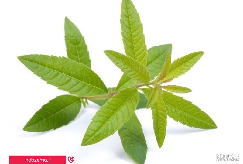 مضرات دمنوش به لیمو