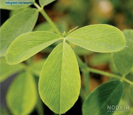 مضرات عرق یونجه برای انسان مضرات عرق یونجه برای انسان