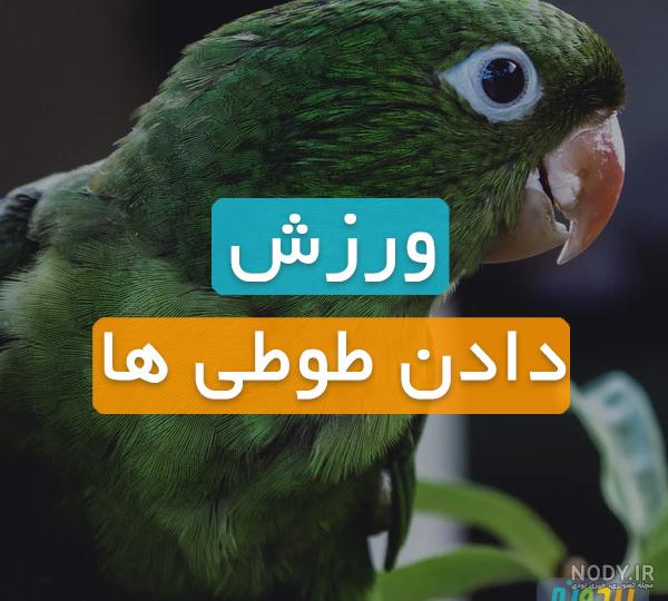 ملنگو نر ملنگو نر