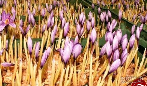 نوین زعفران گالریا