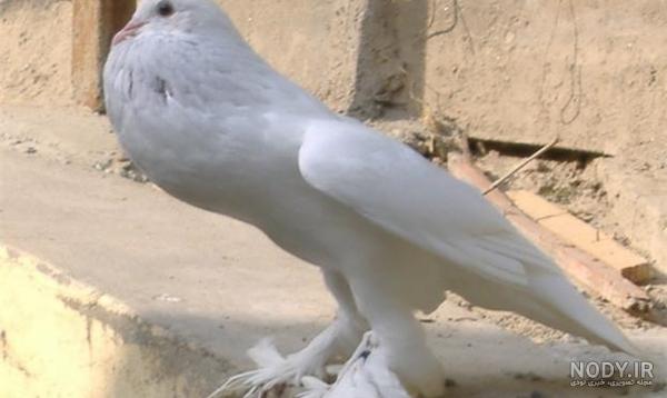 کبوتر افغانی اصل کبوتر افغانی اصل