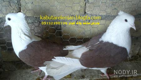 کفتر افغانی هرات کفتر افغانی هرات