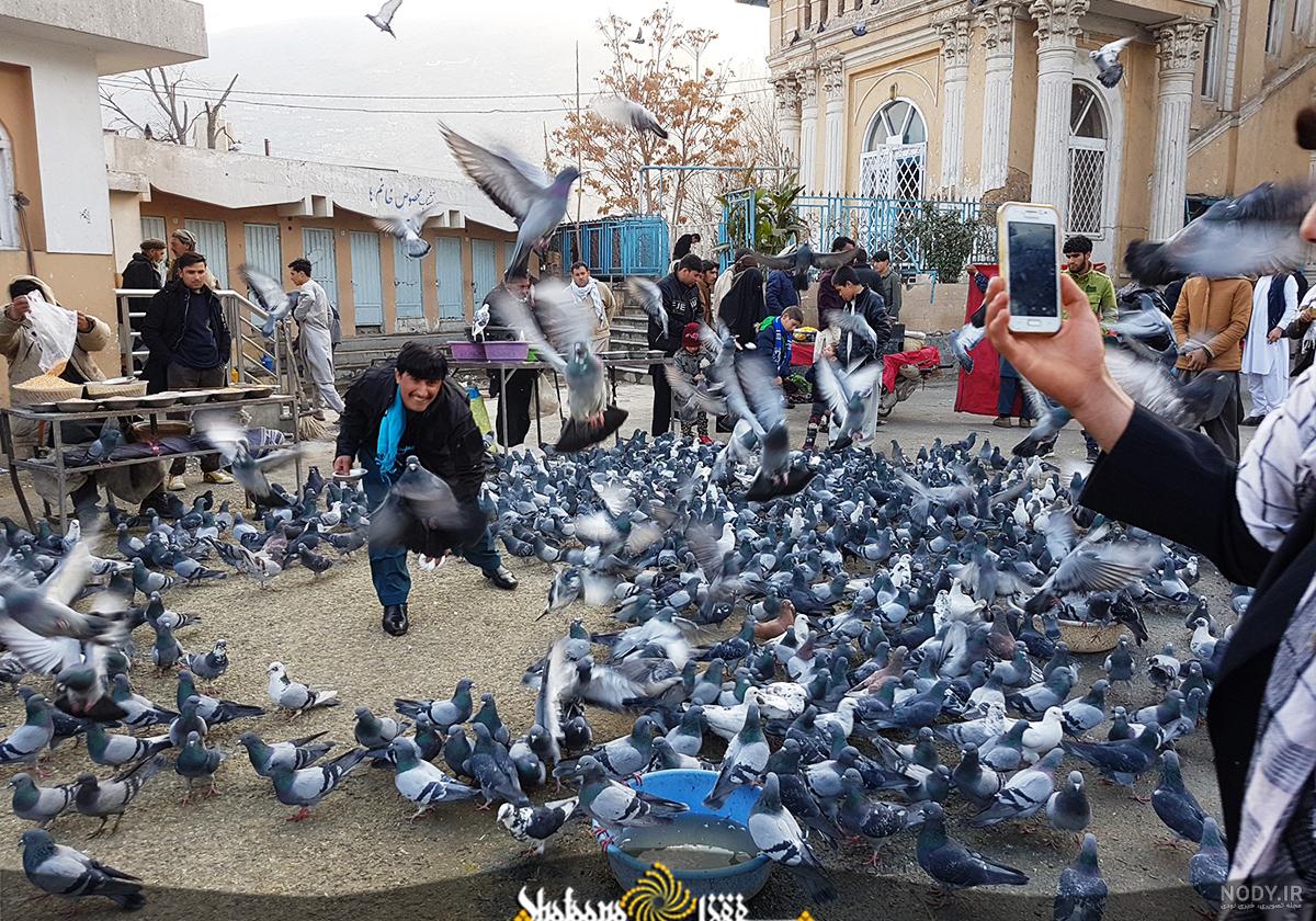کفتر بازی در ایران کفتر بازی در ایران